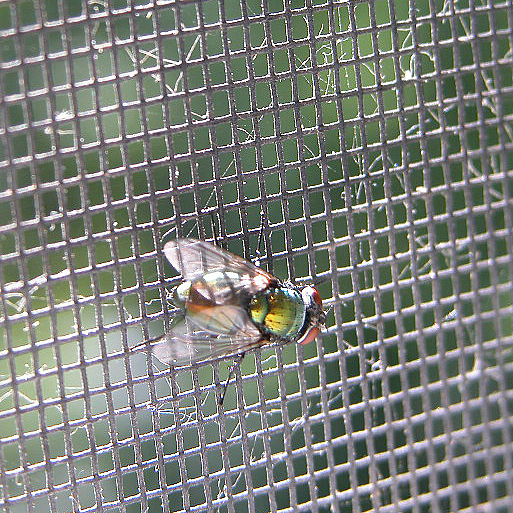 Fly on screen