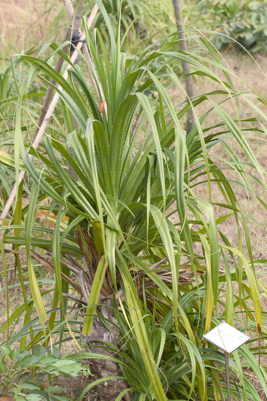 Wetlands