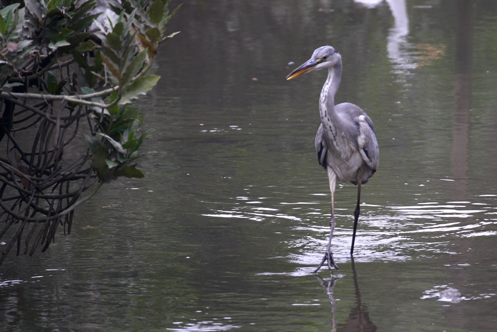 Wetlands