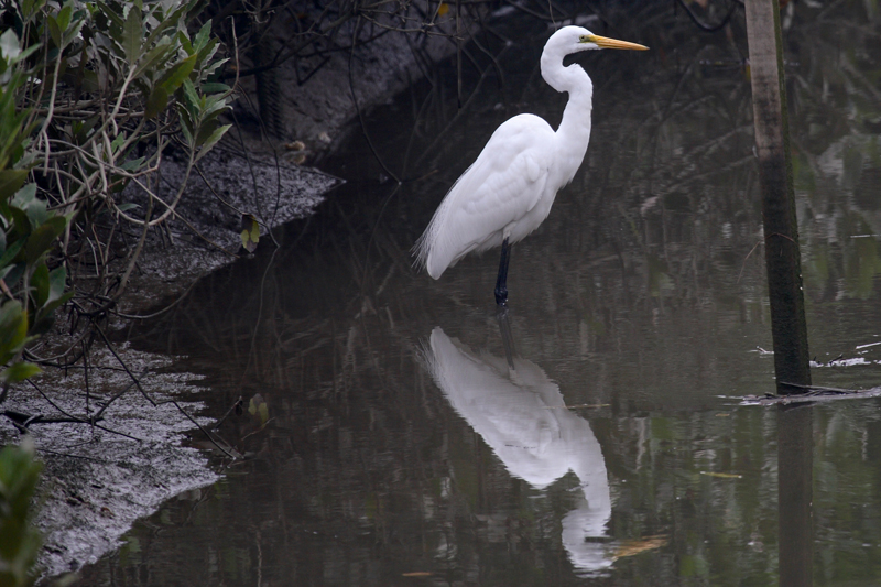 Wetlands