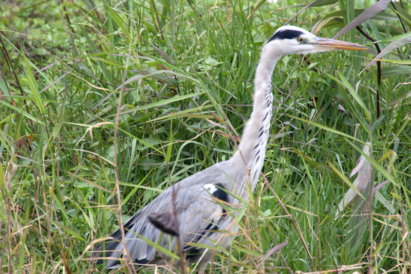 Wetlands