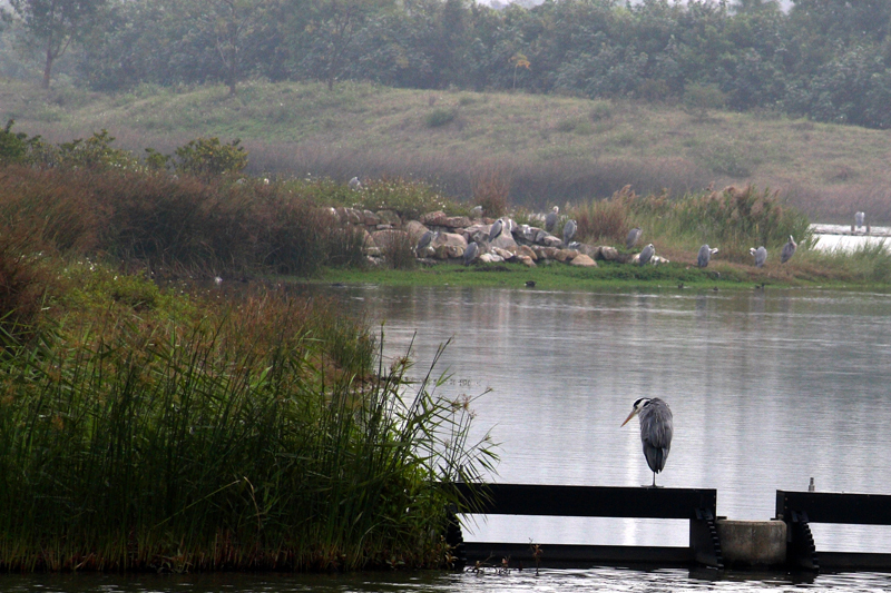 Wetlands