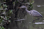 Wetlands