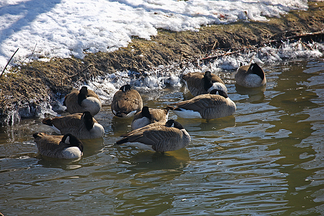 Geese