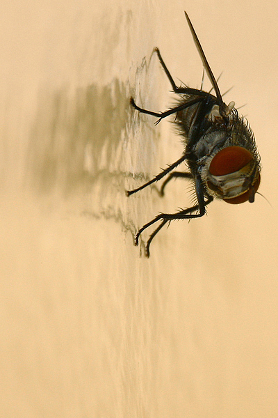 Fly on wall