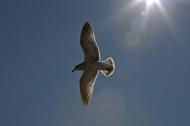 Seagull