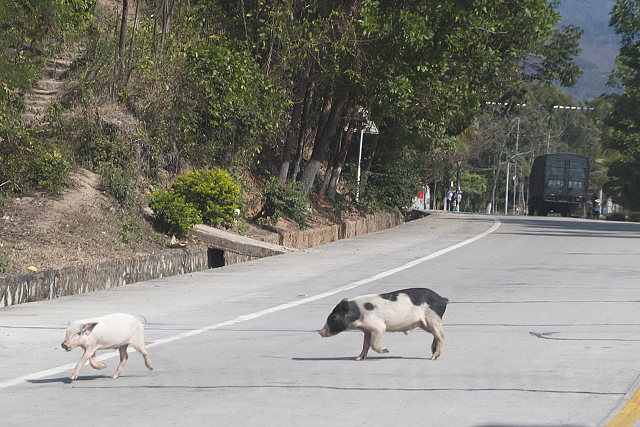 Pigs on the road