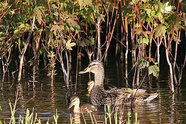 Ducks