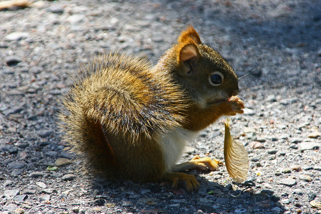 Red squirrel