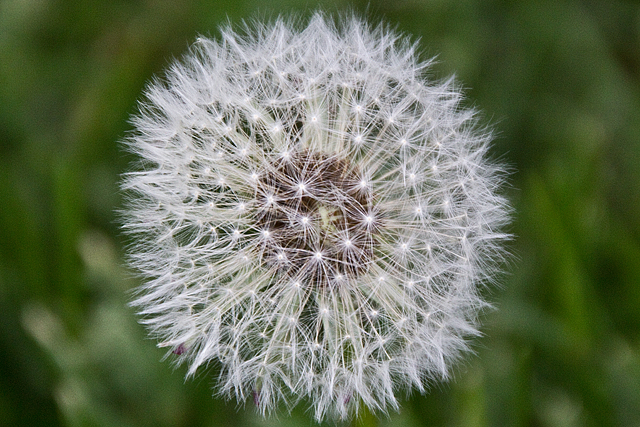 Dandelion