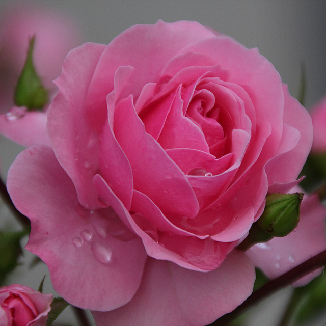 Pink rose