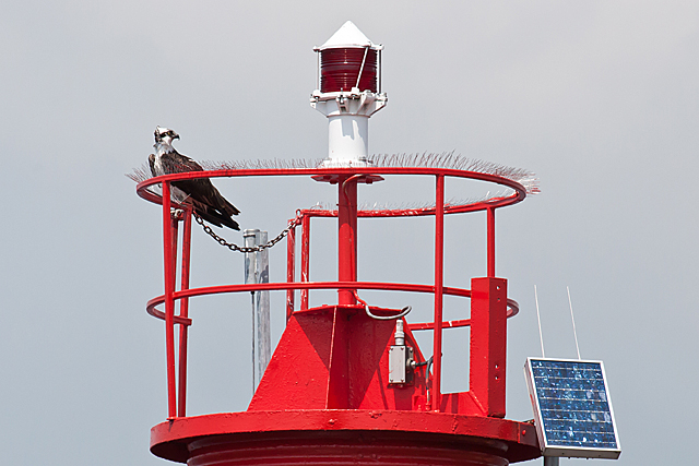 Osprey