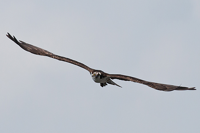 Osprey