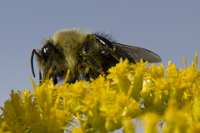 Bee on goldenrod