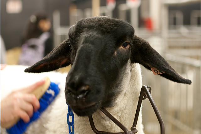 Royal Winter Fair