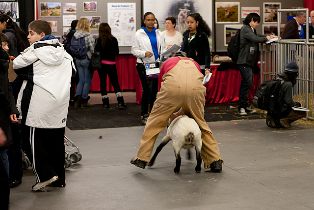 Royal Winter Fair