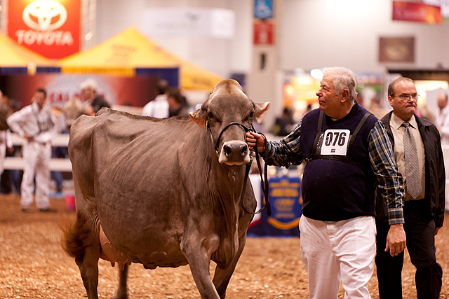 Royal Winter Fair