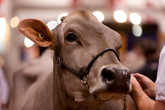 Royal Winter Fair