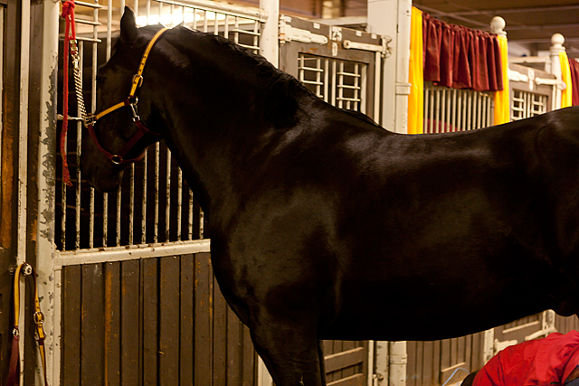 Royal Winter Fair