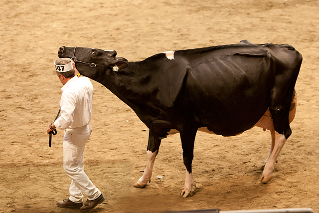 Royal Winter Fair