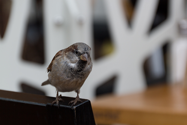 Indoor bird