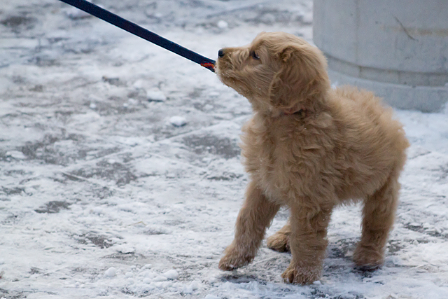 Dog on a leash