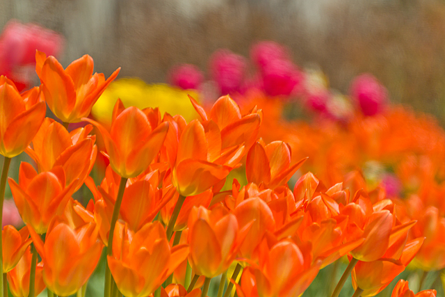 Tulips