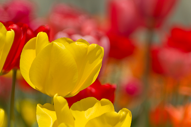 Tulips