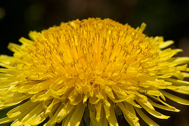 Dandelion