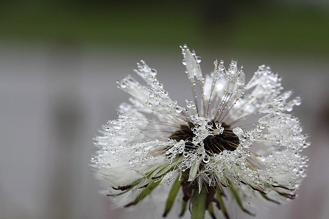 Dandelion