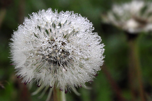 Dandelion