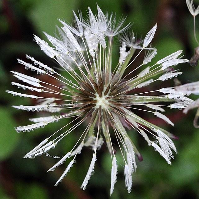 Dandelion