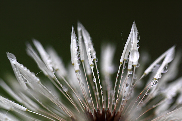 Dandelion