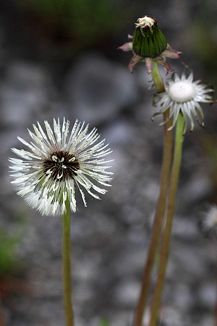 Dandelion