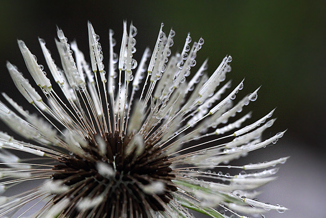 Dandelion