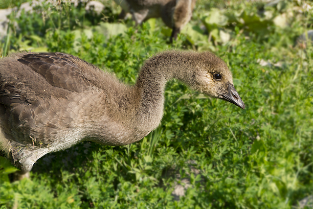 Gosling