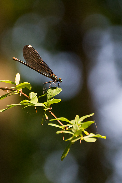 Dragonfly