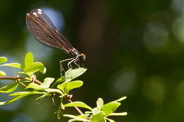 Dragonfly