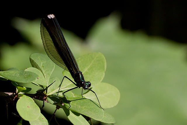 Dragonfly