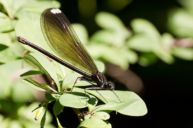 Dragonfly