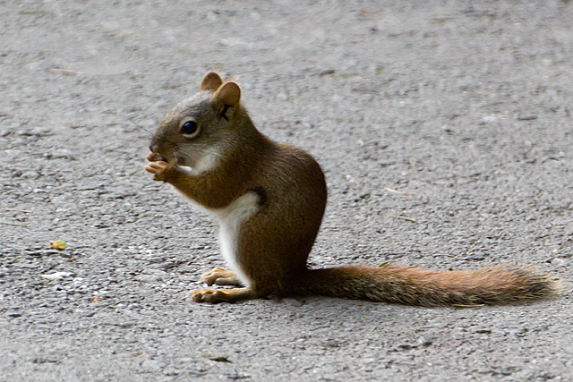 Red squirrel