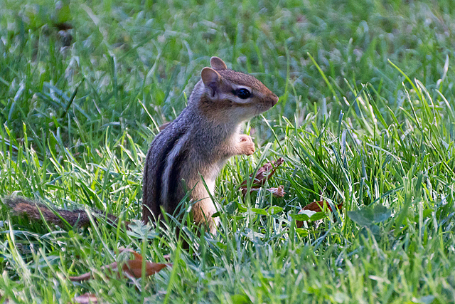 Chipmunk