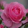 Pink rose