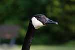 Goose