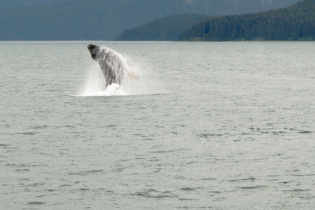 Day 3 -- Icy Strait Point