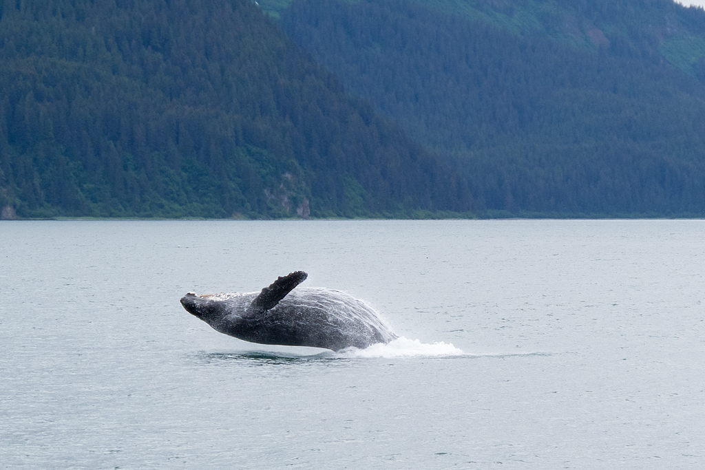 Day 3 -- Icy Strait Point