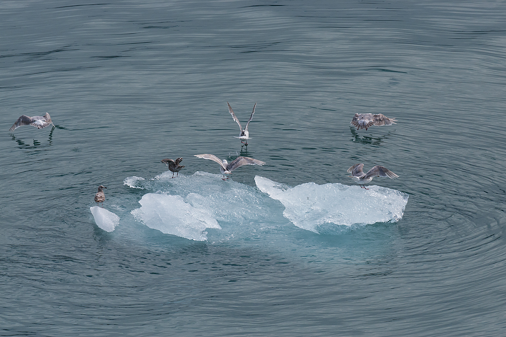 Day 4 -- Hubbard Glacier