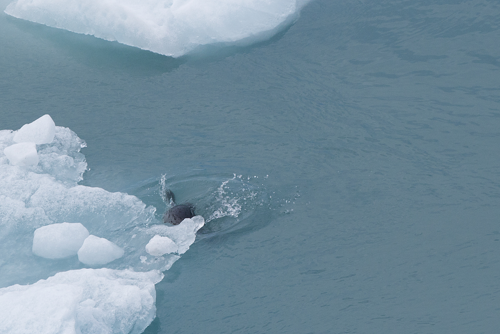 Day 4 -- Hubbard Glacier