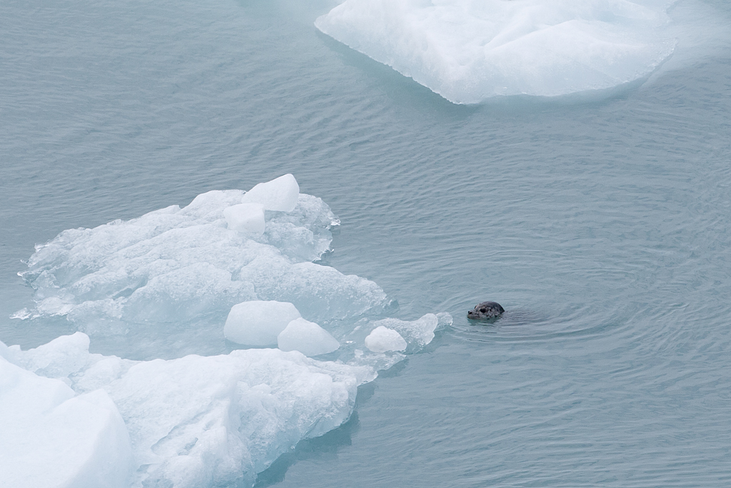 Day 4 -- Hubbard Glacier