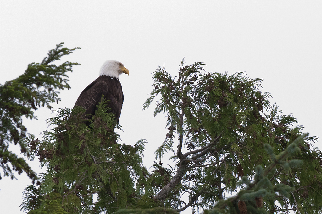 Day 6 -- Ketchikan